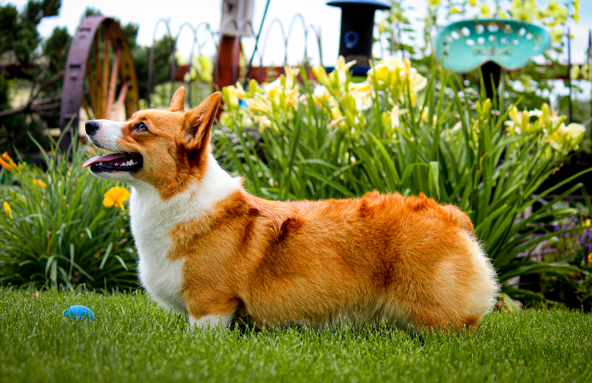 Ginger Prairie Dale Corgi female