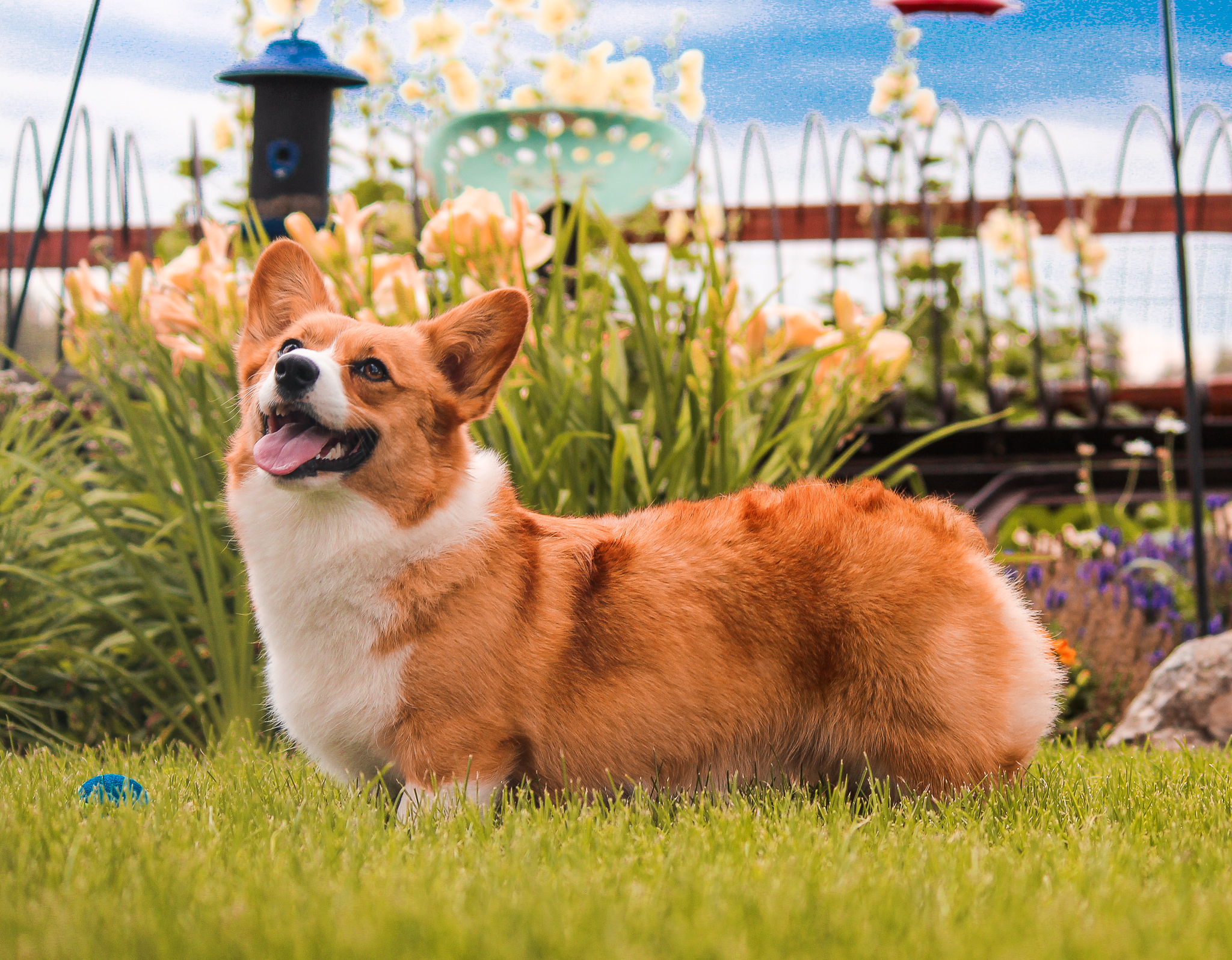 ginger. Prairie Dale Corgis Female