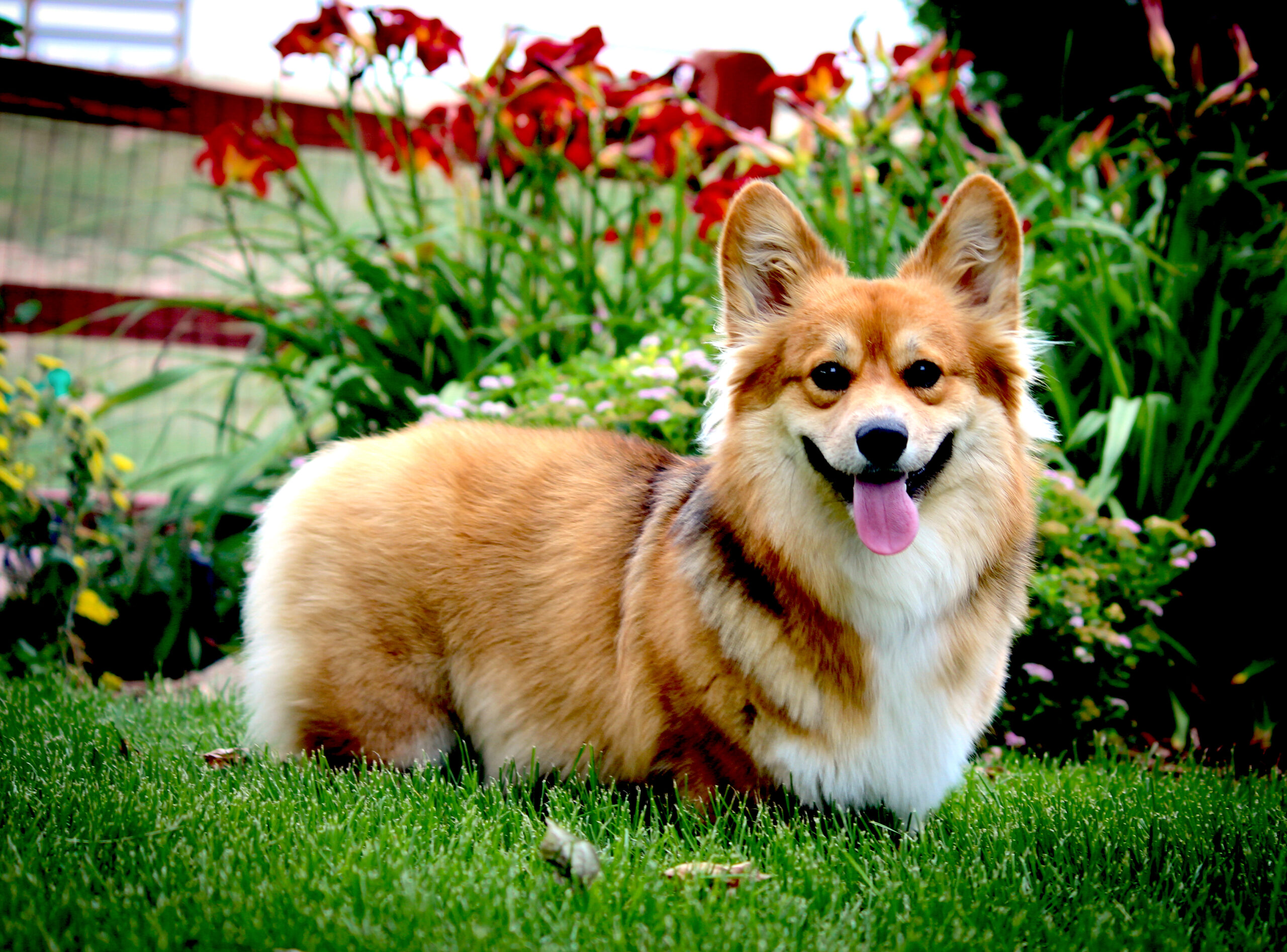 Prairie Dale Corgis Teddy