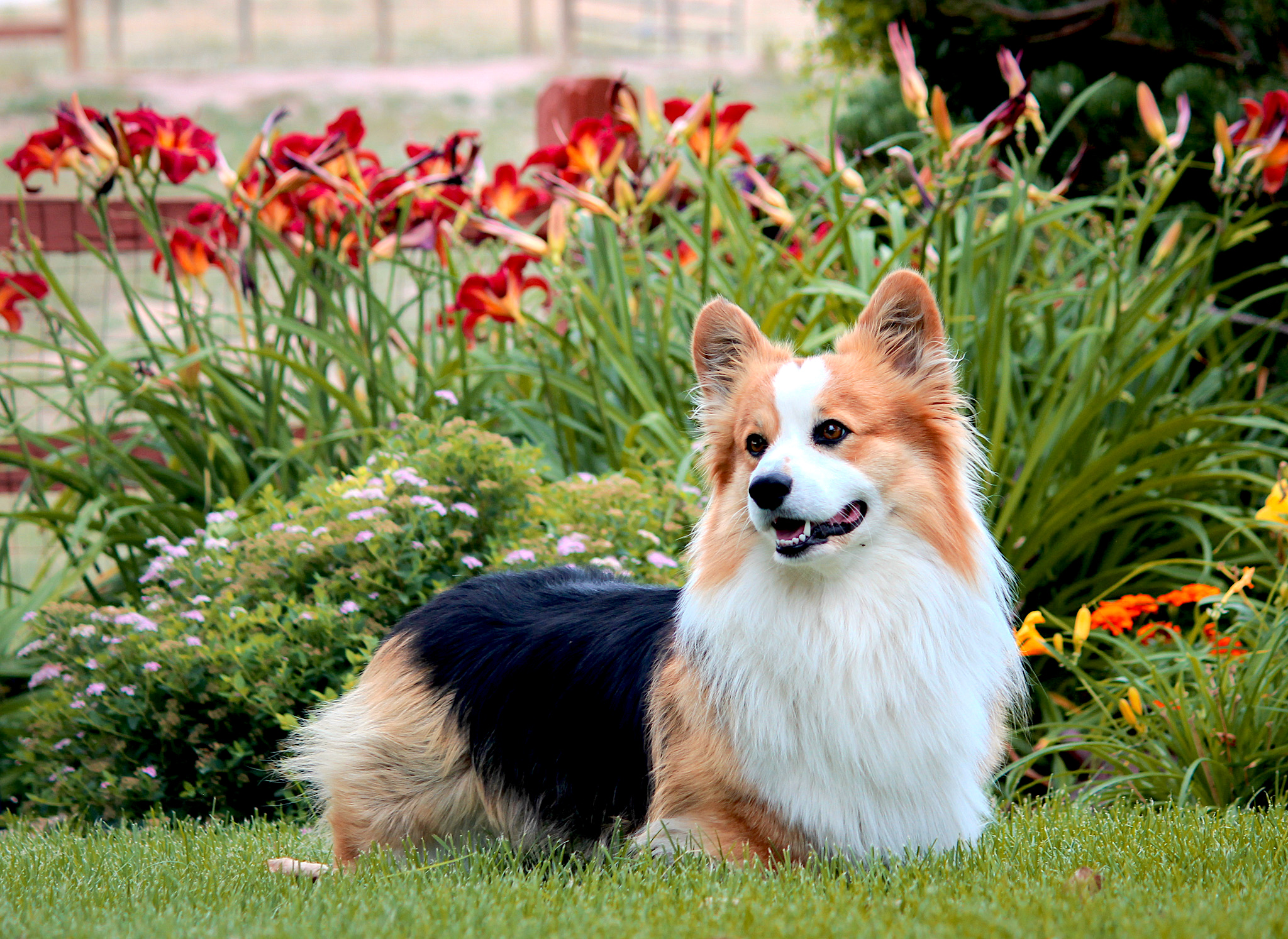 Tucker. Prairie Dale Corgis