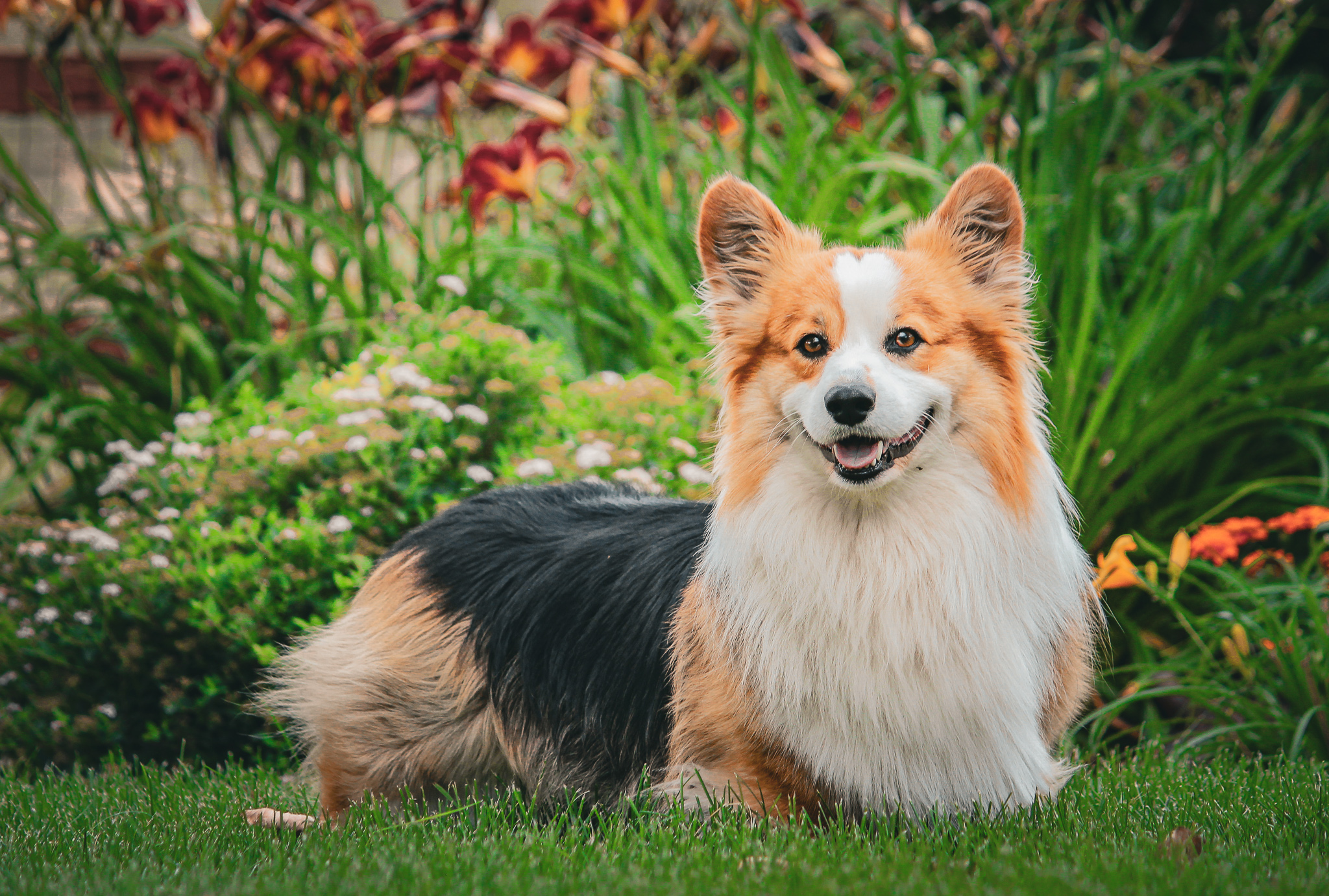 Tucker Prairie Dale Corgis