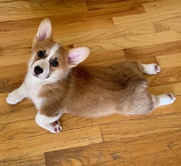 Teddy Prairie Dale Corgis