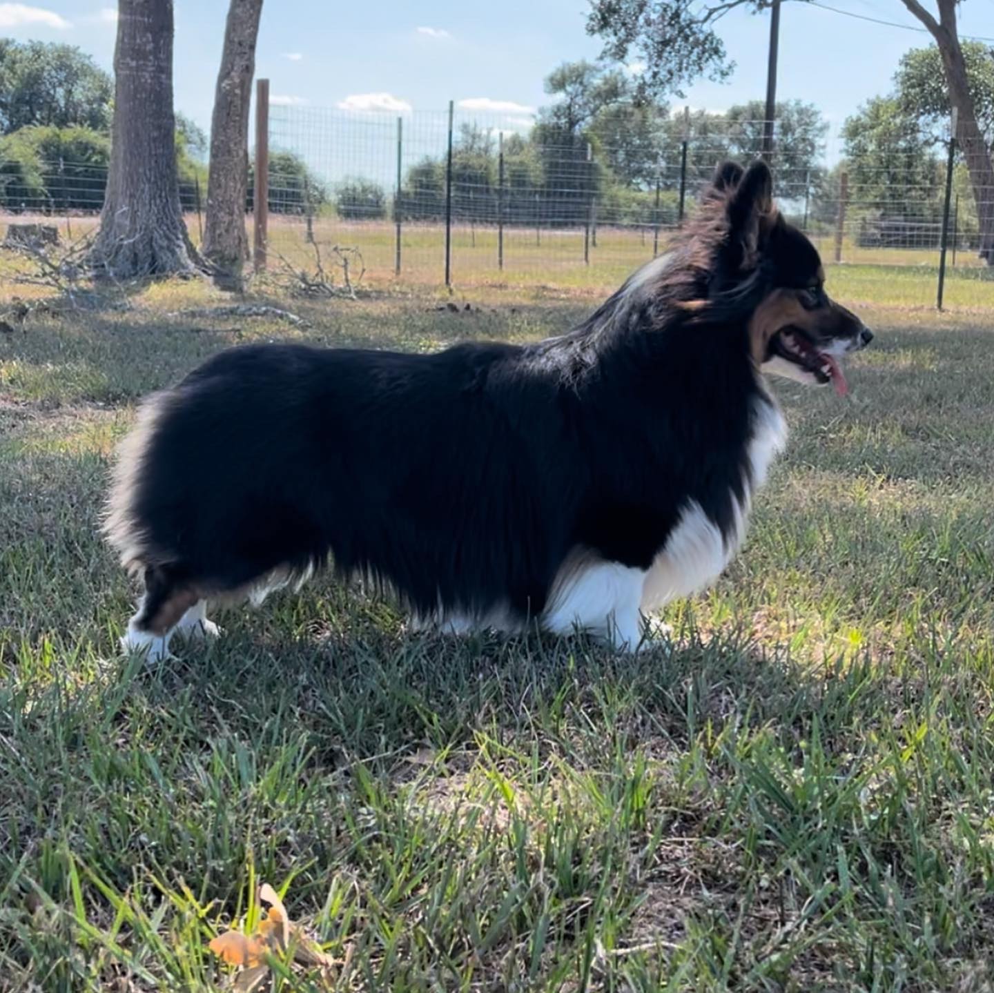 Prairie Dale Corgis - Caleb