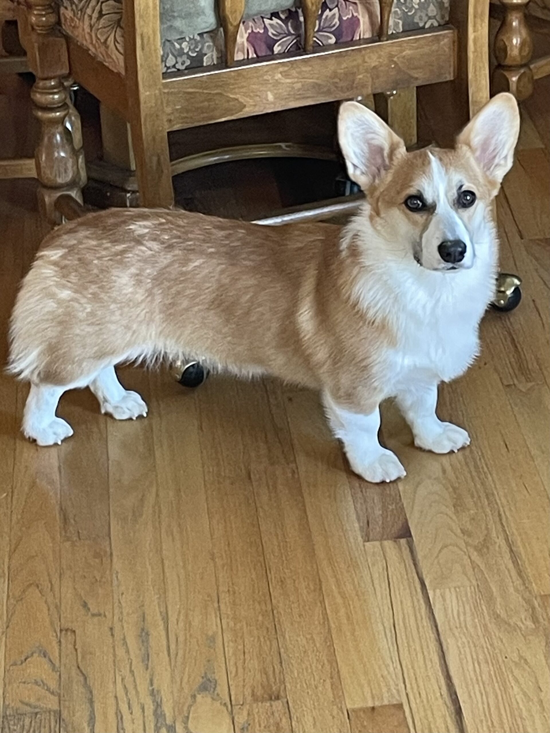 Prairie Dale Corgis - Annie